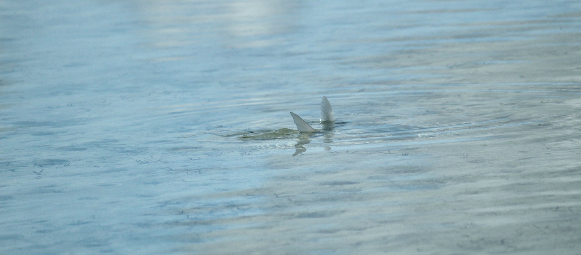 Tailing Bonefish