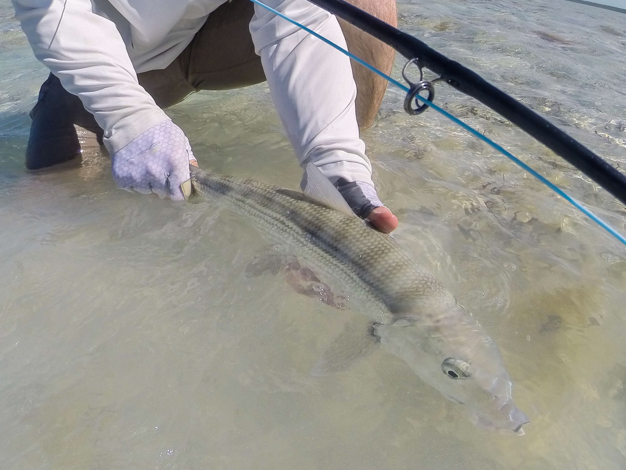 The Release
